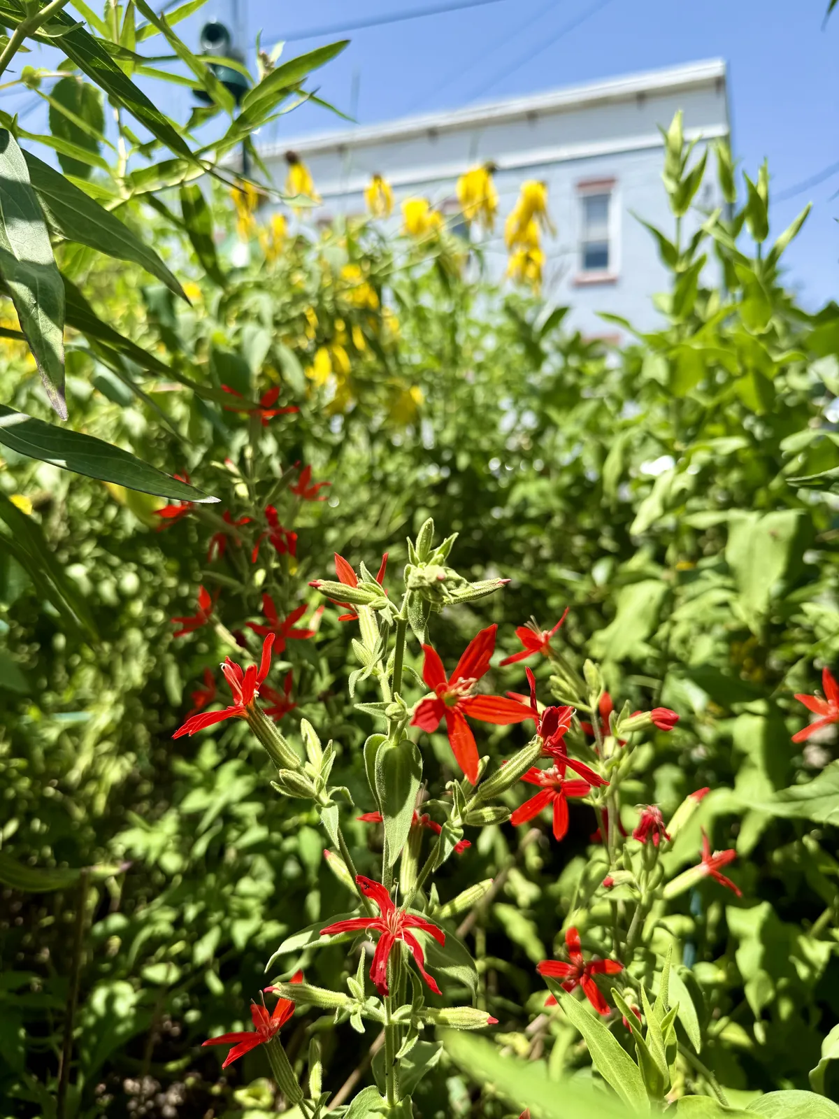 Royal Catchfly and Gray Headed Coneflower